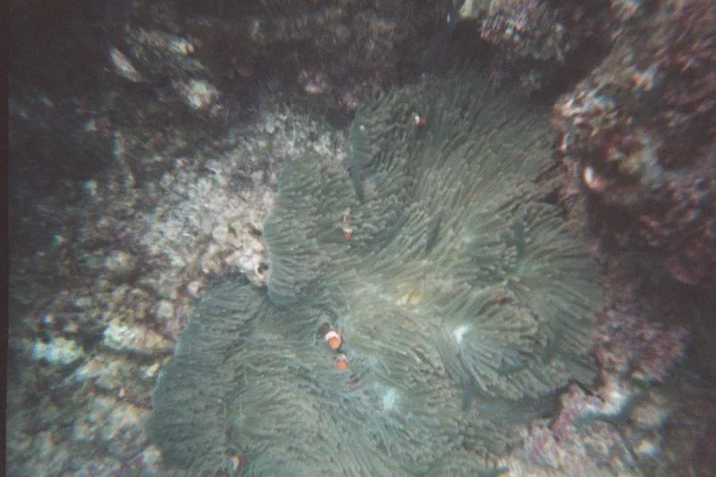 Klauni