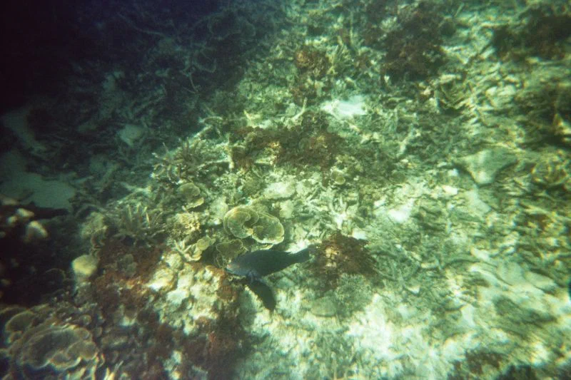 Papagayfish